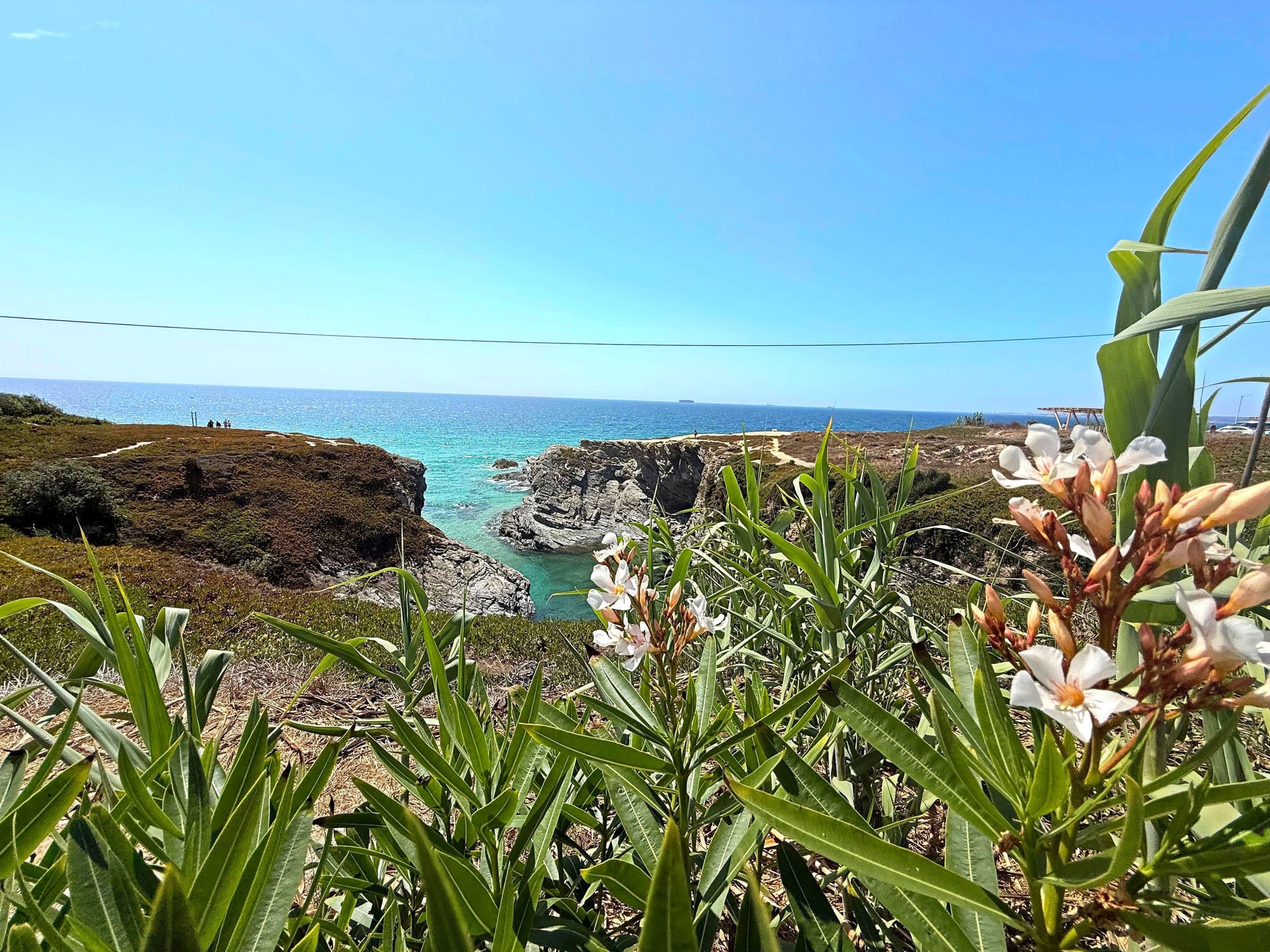 Oleander in flower framing the cliffs and sea at Porto Covo